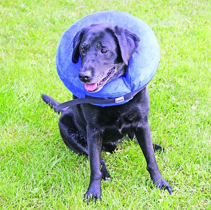 Top Dog Cone Alternatives – 2017