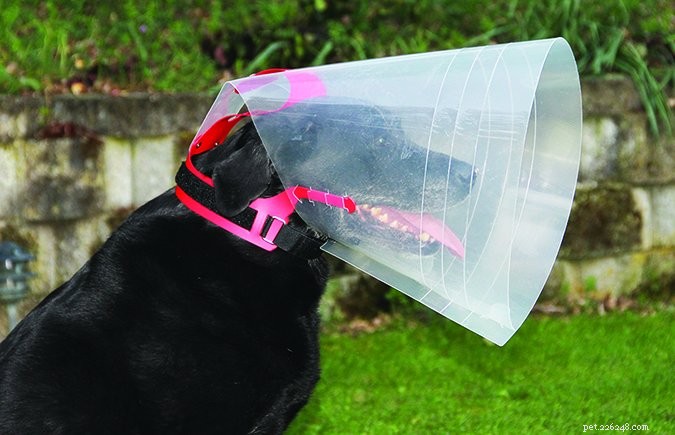 Top Dog Cone Alternatives – 2017