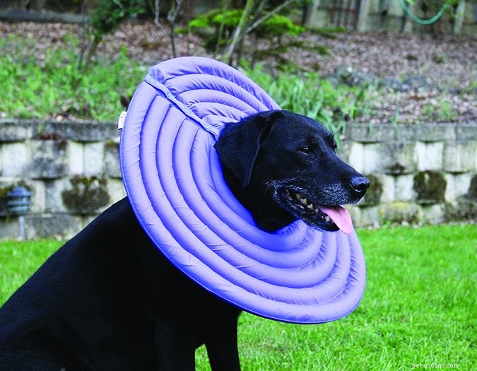 Top Dog Cone Alternatives – 2017