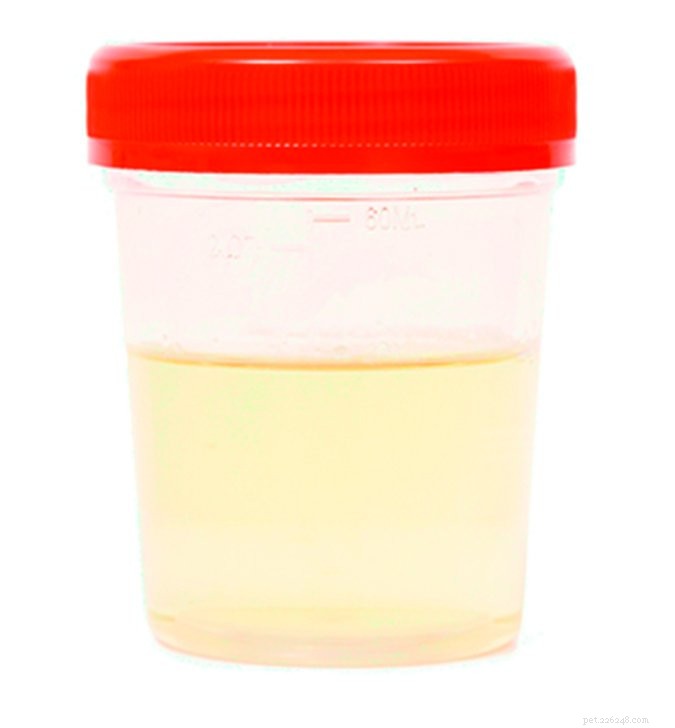 Understanding and Treating Urinary Tract Infections in Dogs