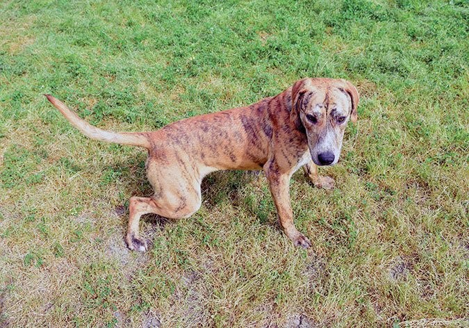 Understanding and Treating Urinary Tract Infections in Dogs