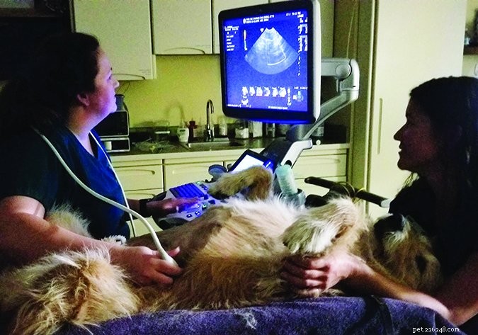 Understanding and Treating Urinary Tract Infections in Dogs