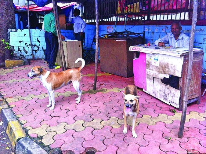 Free-Ranging Dogs Offer Fresh Evidence on Dogs  Protein Preferences