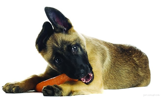 The Truth About Carbohydrates in Dog Food: What You Need to Know