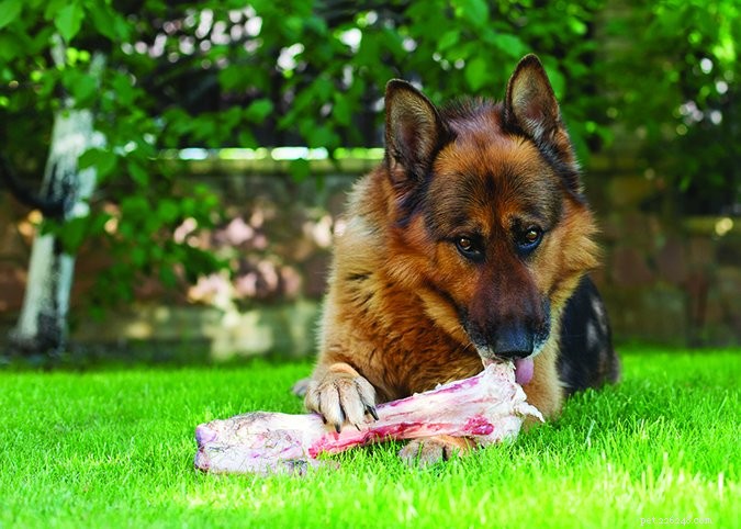 The Truth About Carbohydrates in Dog Food: What You Need to Know
