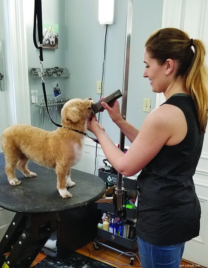 Is Your Dog s Breath Unpleasant? Causes and Solutions