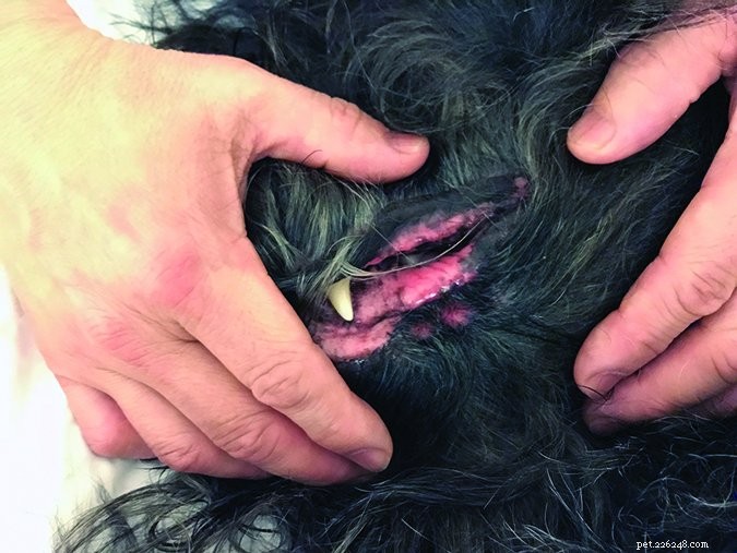 Is Your Dog s Breath Unpleasant? Causes and Solutions
