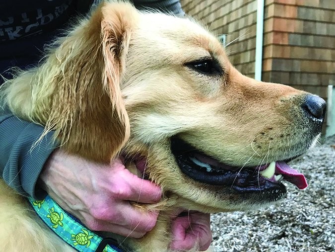 Is Your Dog s Breath Unpleasant? Causes and Solutions