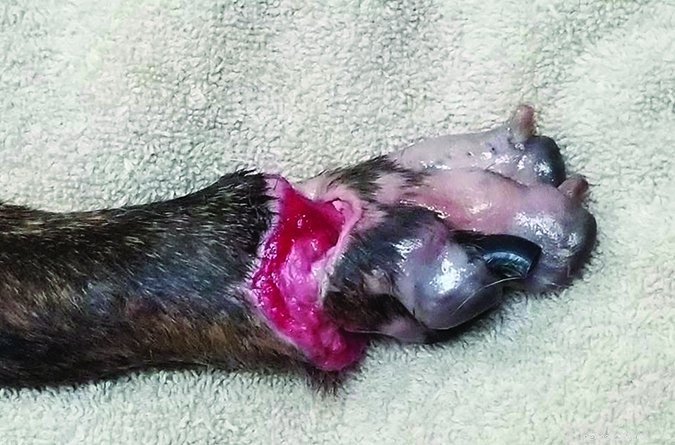 Expert Guide to Treating Dog Wounds: Home Care vs. Vet Visits
