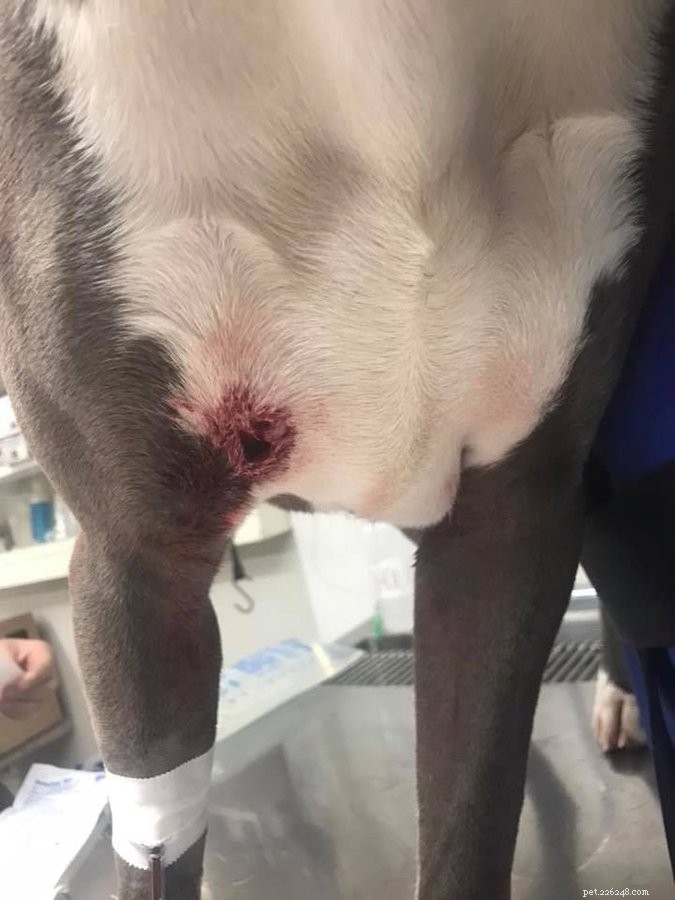 Expert Guide to Treating Dog Wounds: Home Care vs. Vet Visits