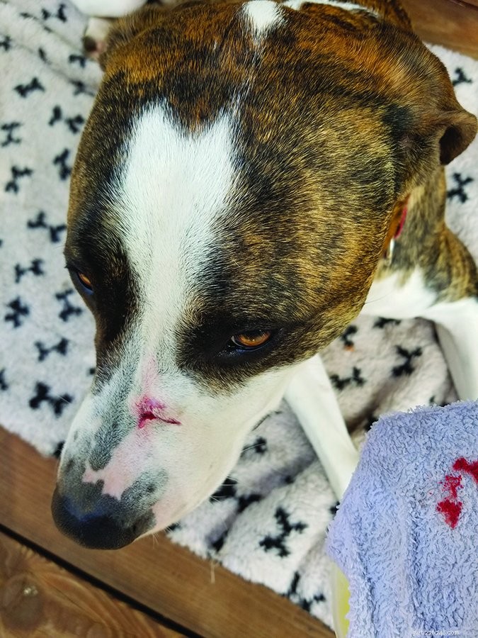 Do Dogs Get Tetanus? Understanding Risks, Symptoms, and Vaccination