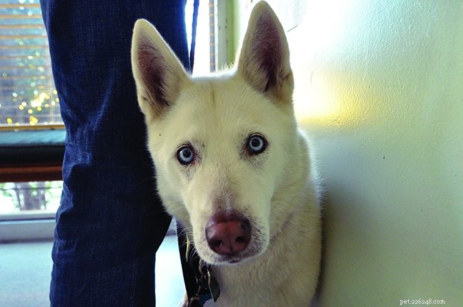 Why Your Presence Matters at the Vet: A Must-Read for Dog Owners