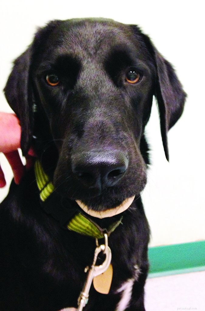 12 Proven Ways to Keep Your Dog Safe and Avoid Emergency Vet Visits