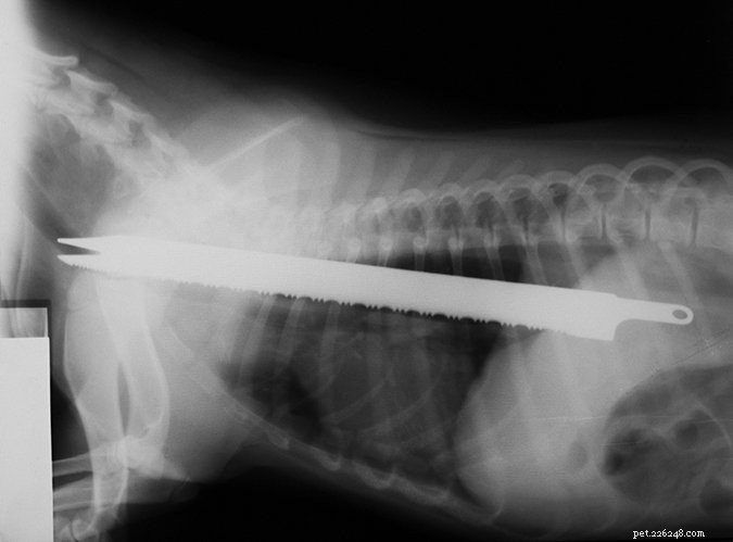 12 Proven Ways to Keep Your Dog Safe and Avoid Emergency Vet Visits
