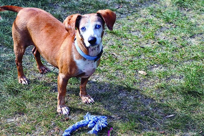 Senior Dog Health: Essential Physical Exams for a Long, Happy Life