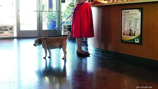 Understanding Dog Seizures: Causes, Symptoms, and Effective Treatments