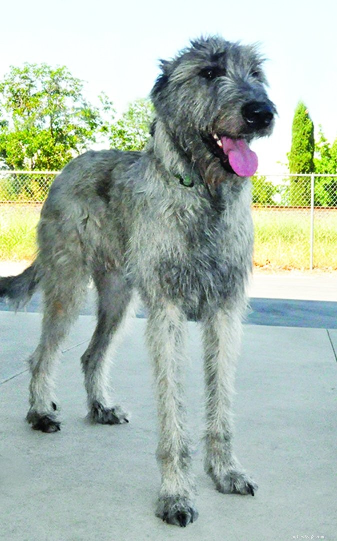 Panosteitis in Dogs: Recognizing the Symptoms & Effective Treatments