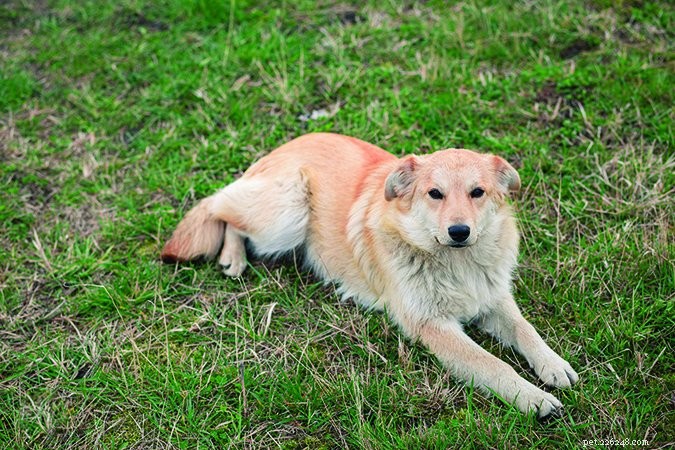 Preventing Lyme Disease in Dogs: A Guide to Tick Protection & Care