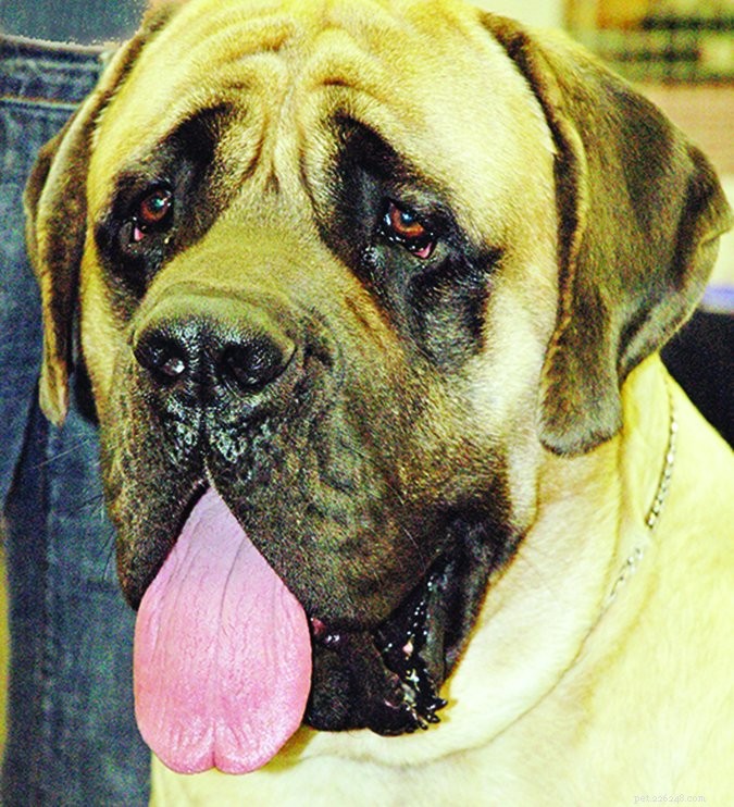 Dog Entropion: Recognizing and Treating Inward‑Rolling Eyelids