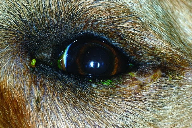 Dog Entropion: Recognizing and Treating Inward‑Rolling Eyelids