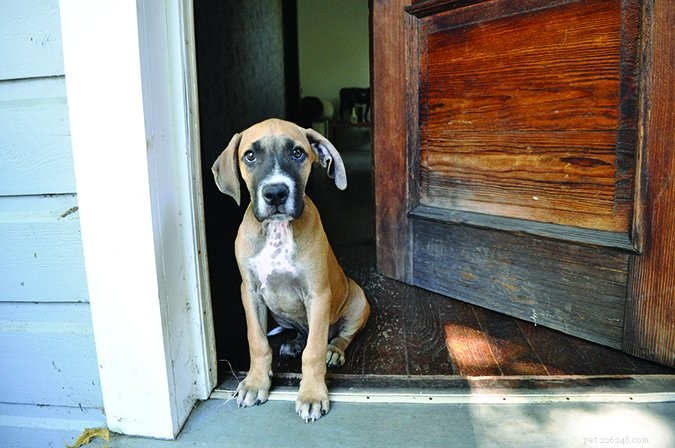 Understanding Dog Diarrhea: Causes, Symptoms, and Home Remedies