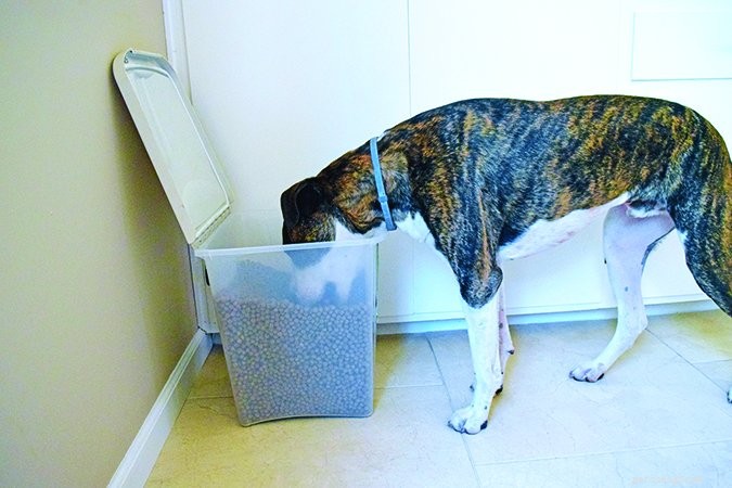 Understanding and Preventing Food Bloat in Dogs: Causes, Symptoms, and Care