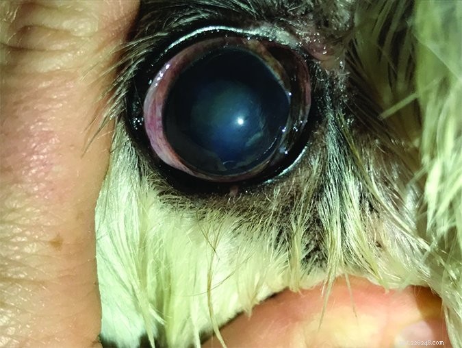 Understanding Cloudy Eyes in Dogs: Causes, Symptoms, and When to See a Vet
