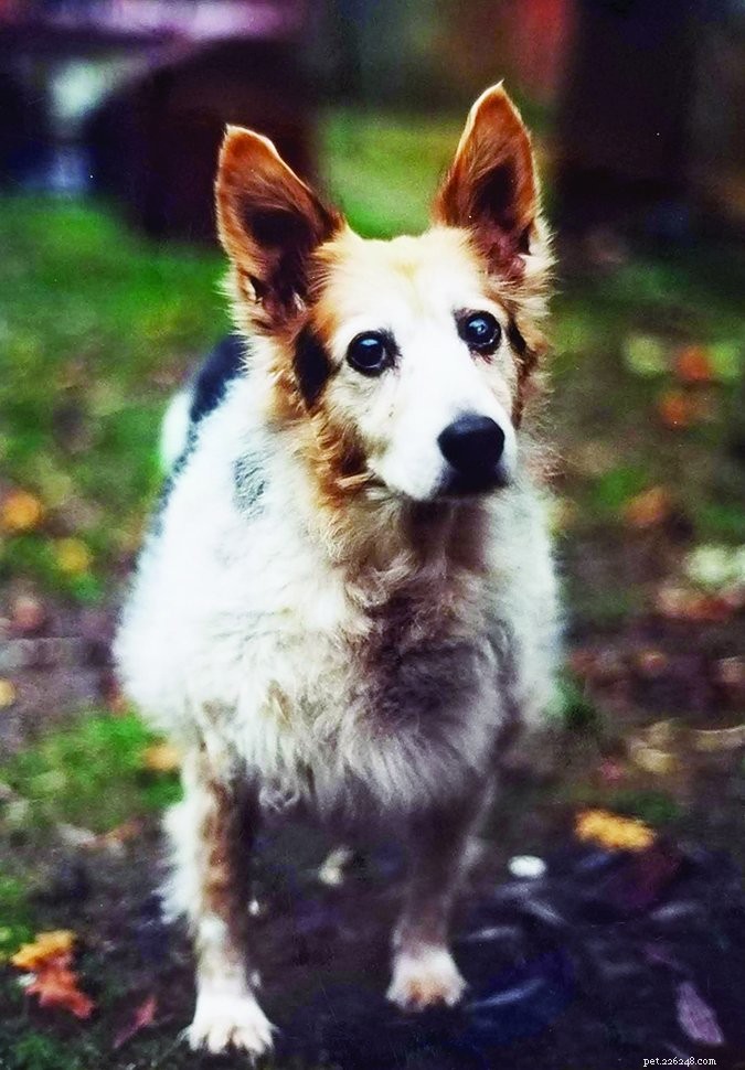 Understanding Cloudy Eyes in Dogs: Causes, Symptoms, and When to See a Vet