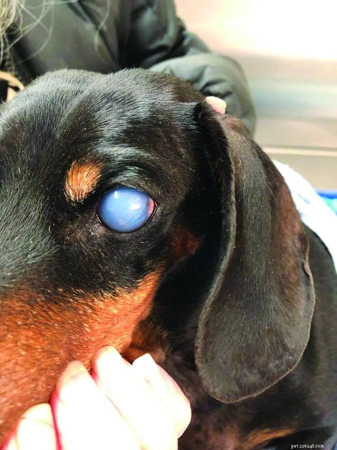 Understanding Cloudy Eyes in Dogs: Causes, Symptoms, and When to See a Vet