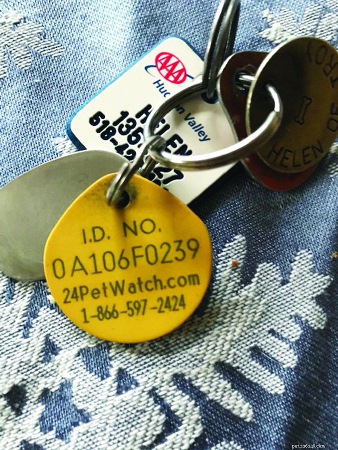 Quick Guide: How to Verify a Dog’s Identification