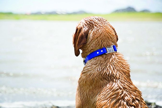Quick Guide: How to Verify a Dog’s Identification