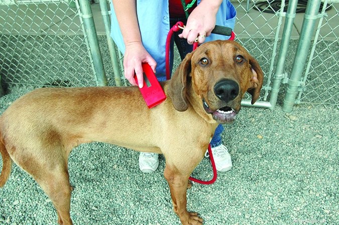 Quick Guide: How to Verify a Dog’s Identification
