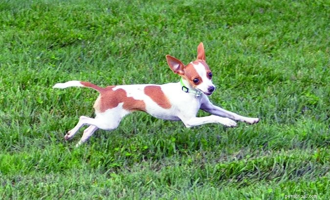 Dog Cruciate Ligament Tears: Causes, Symptoms, and Recovery