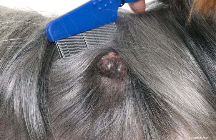 Understanding Mast Cell Tumors in Dogs: Diagnosis, Prognosis, and Care