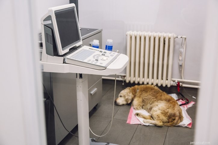 How to Spot Cancer Early in Dogs: Key Signs and Tips