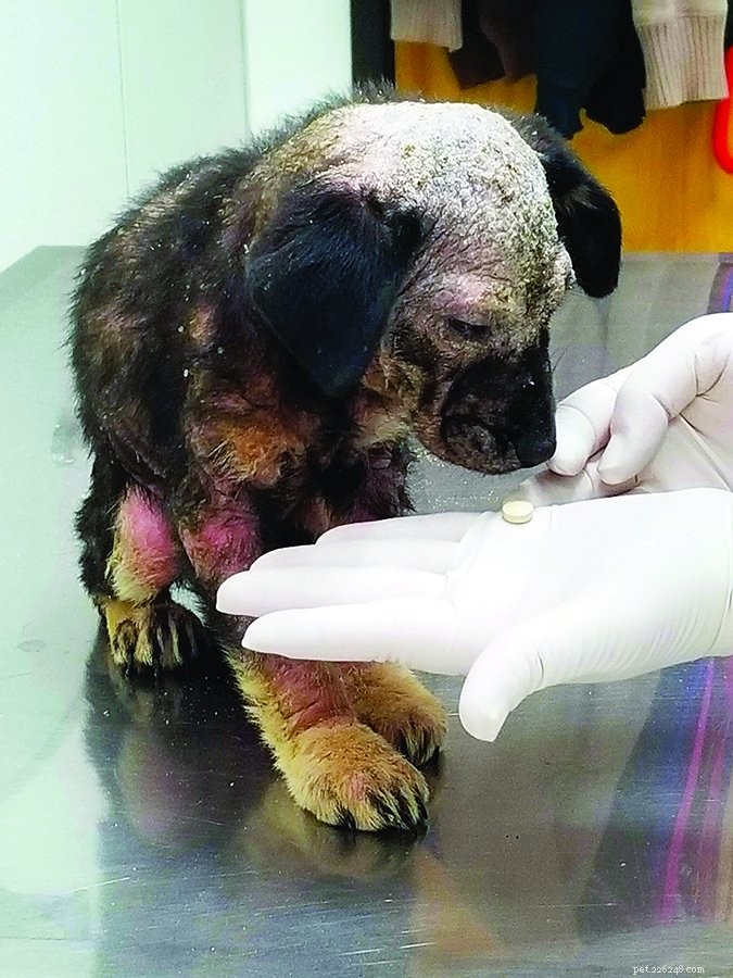 Understanding Canine Mange: Causes, Symptoms, and Effective Treatments