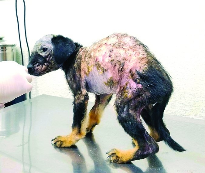 Understanding Canine Mange: Causes, Symptoms, and Effective Treatments