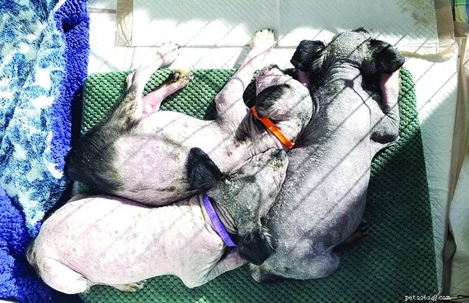 Understanding Canine Mange: Causes, Symptoms, and Effective Treatments
