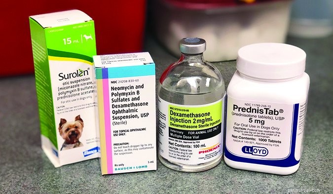 Steroids in Veterinary Care: Benefits, Risks, and Safe Use for Dogs