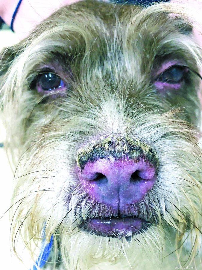 Steroids in Veterinary Care: Benefits, Risks, and Safe Use for Dogs
