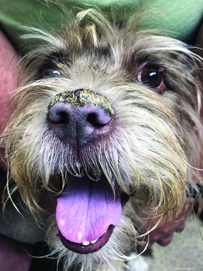 Steroids in Veterinary Care: Benefits, Risks, and Safe Use for Dogs
