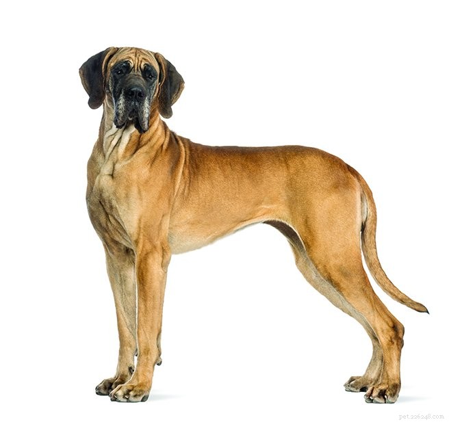 Bloat (GDV): The Most Critical Dog Emergency Explained