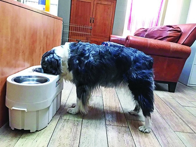 Bloat (GDV): The Most Critical Dog Emergency Explained