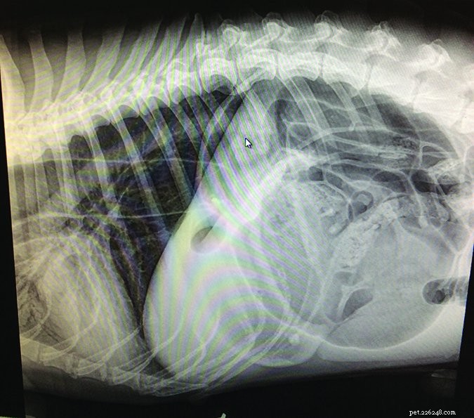 Bloat (GDV): The Most Critical Dog Emergency Explained