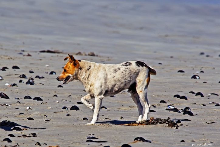 Dog Limping: Key Causes, Treatments, and When to Seek Vet Care