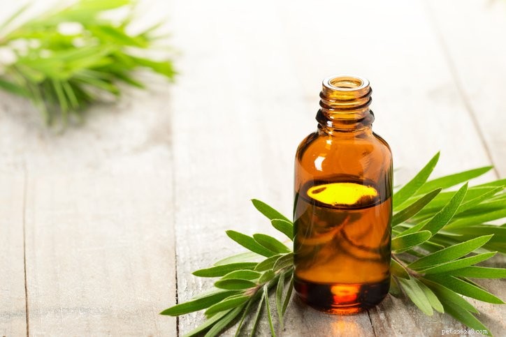 Tea Tree Oil Diffusers Pose Toxic Risks to Dogs—What You Need to Know