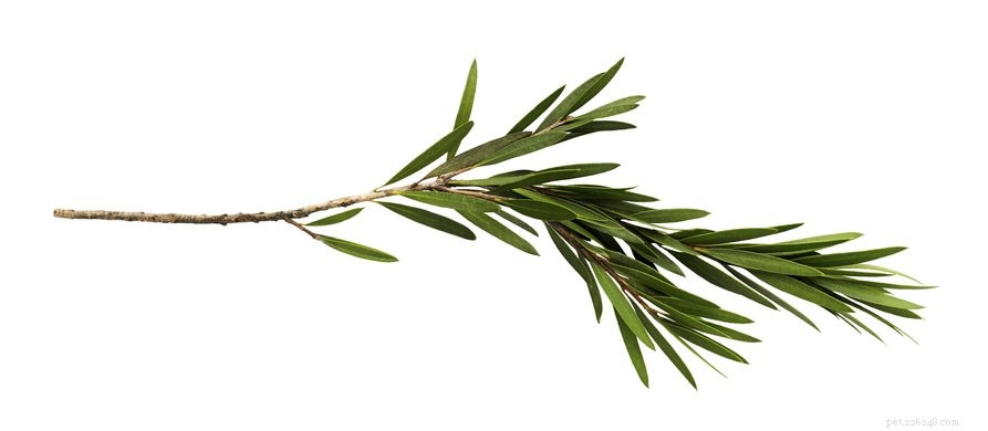 Tea Tree Oil Diffusers Pose Toxic Risks to Dogs—What You Need to Know