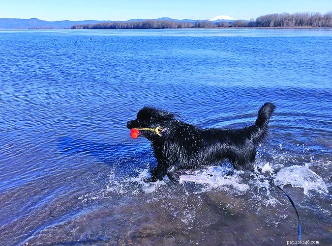 Double TPLO Surgery for Dogs: Comprehensive Guide & Recovery Insights