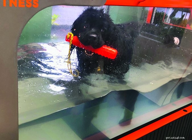 Double TPLO Surgery for Dogs: Comprehensive Guide & Recovery Insights