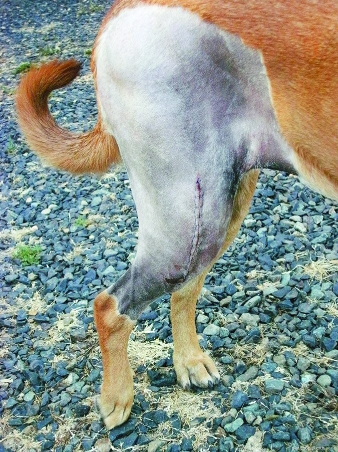 Expert Guide to Cranial Cruciate Ligament Repair Options for Dogs